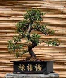 Wiąz drobnolistny - bonsai
