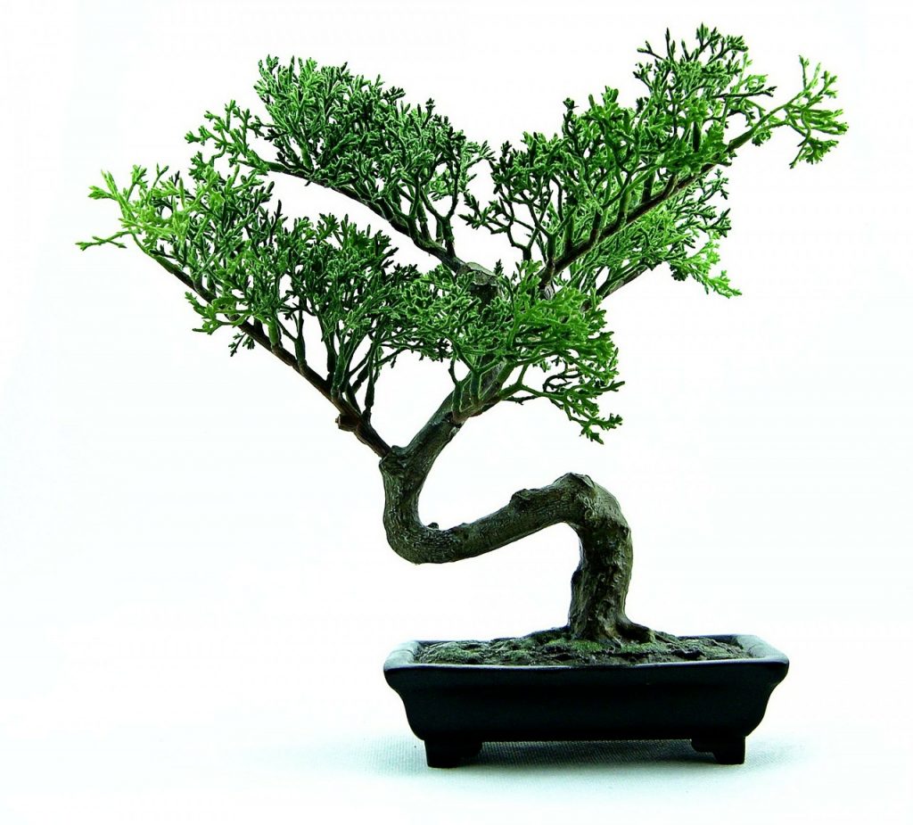 Drzewko bonsai