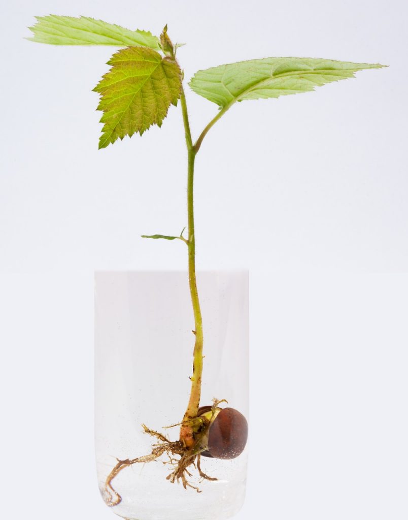 Bonsai – wybieramy sadzonkę