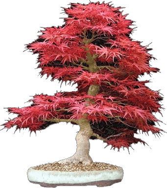 Co to jest Bonsai?