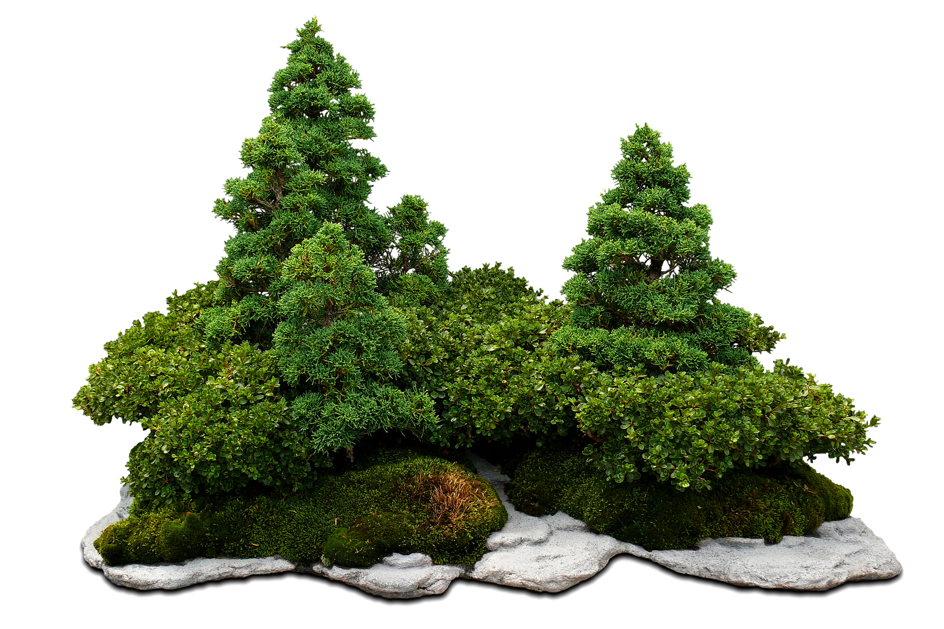 Miniaturyzacja drzew bonsai