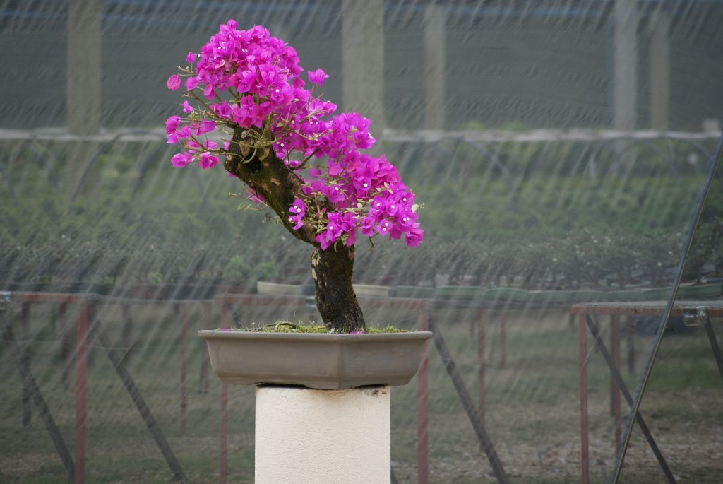 Kwiaty doniczkowe - kwitnące bonsai