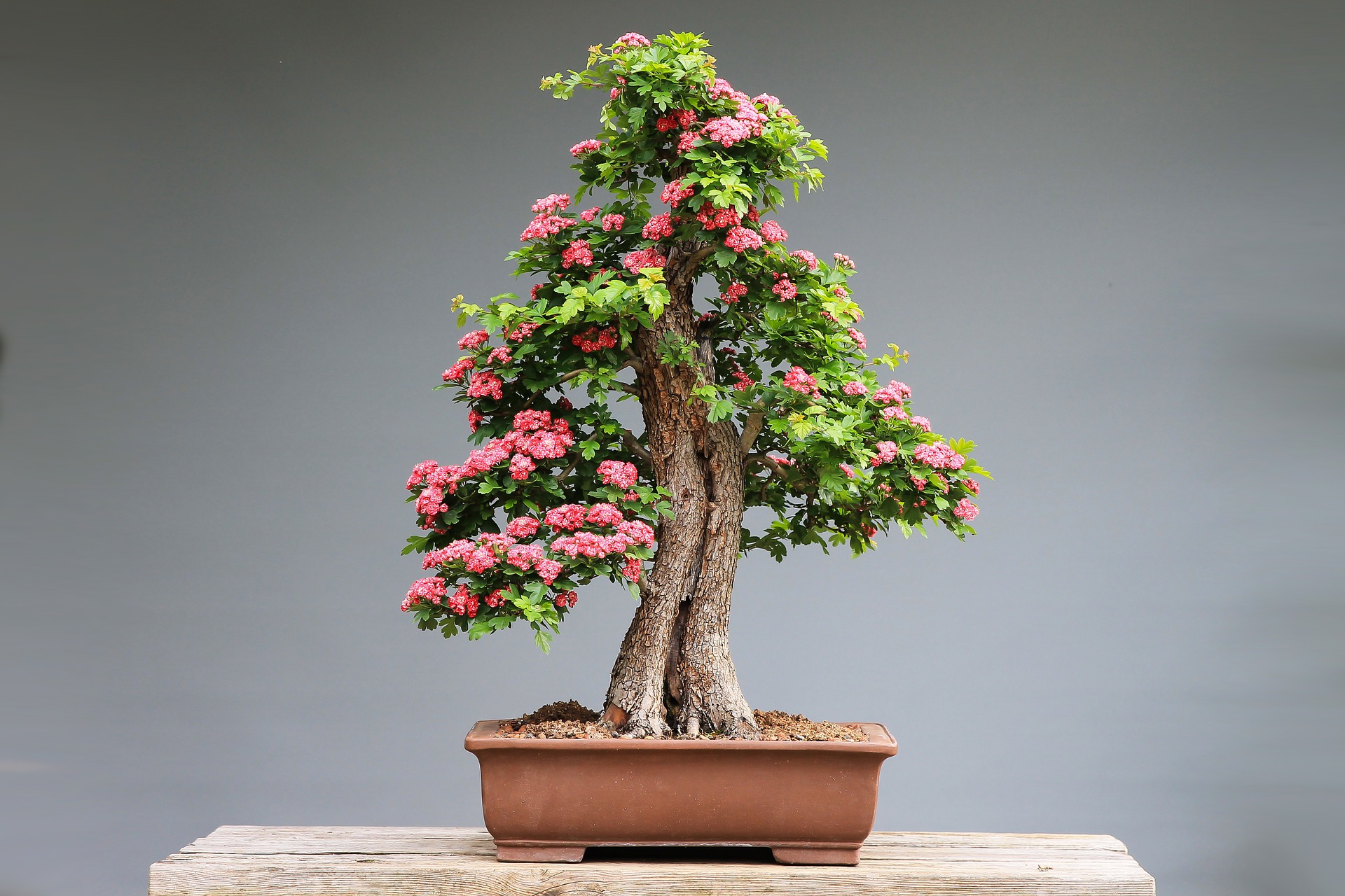 Kwitnące drzewko bonsai