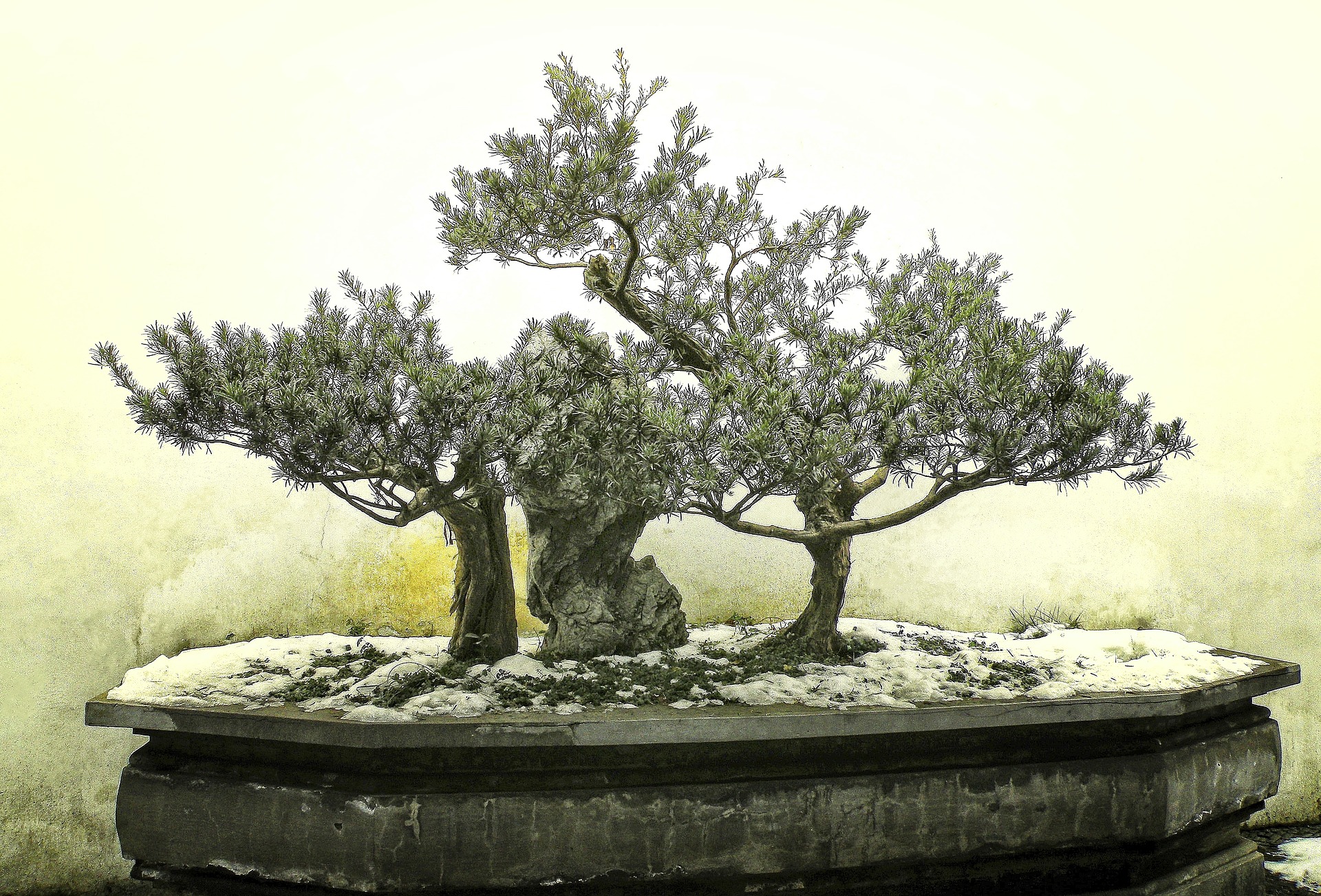 Tajemnica bonsai