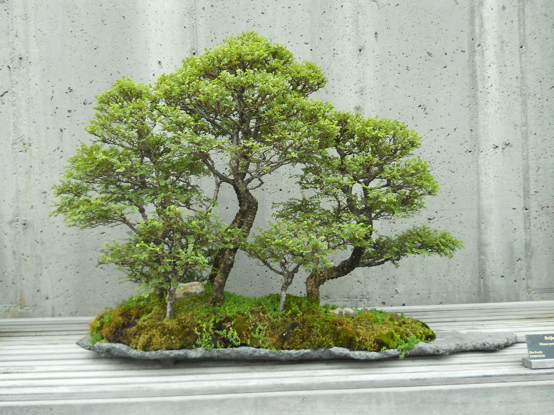 Miniaturowe formowane drzewka