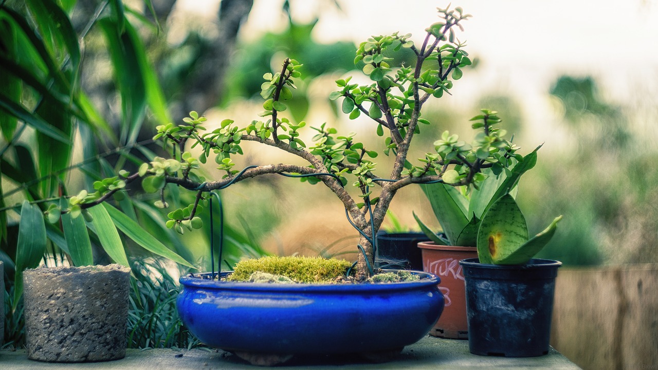 Doniczki ceramiczne do bonsai