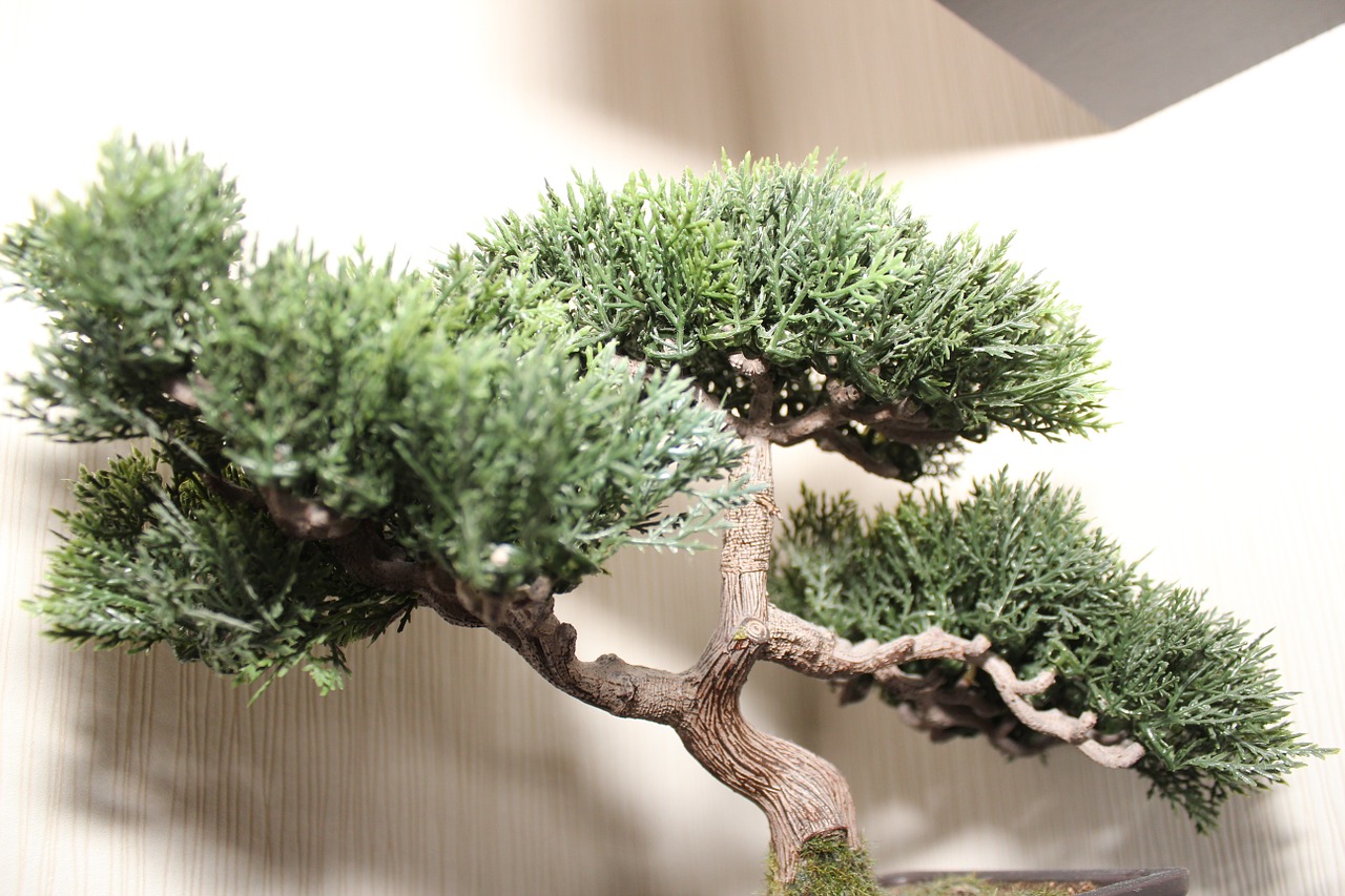 drutowanie drzewek bonsai