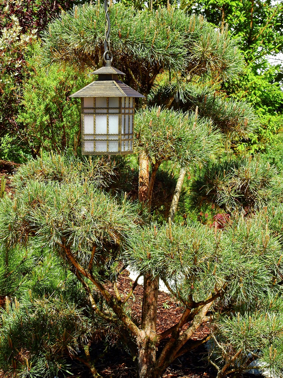 Czy bonsai trzeba doświetlać?