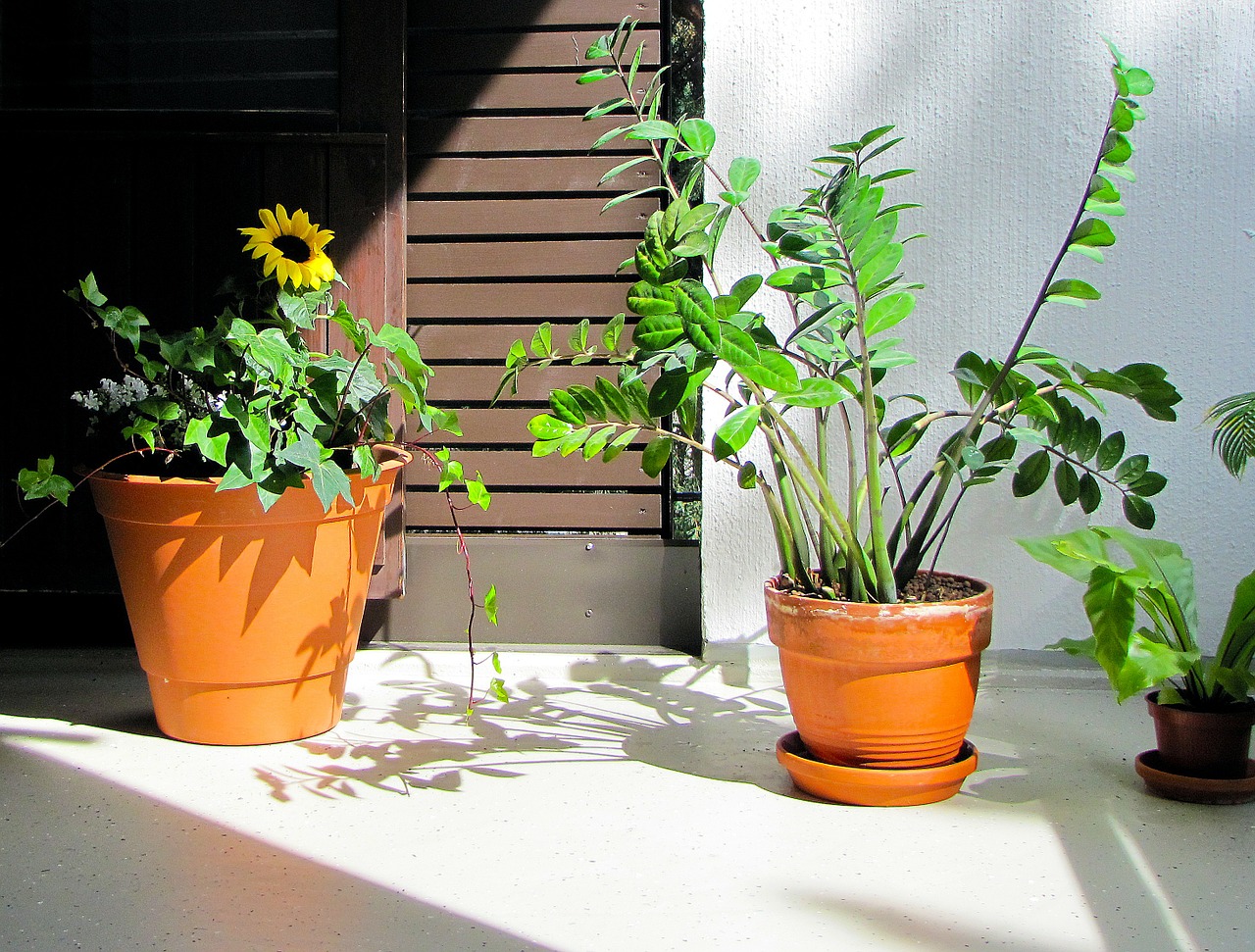 Zamiokulkas zamiolistny - doskonała roślina biurowa