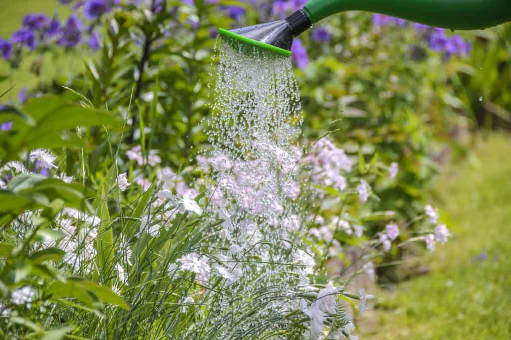 Jak podlewać rośliny ogrodowe deszczówką?