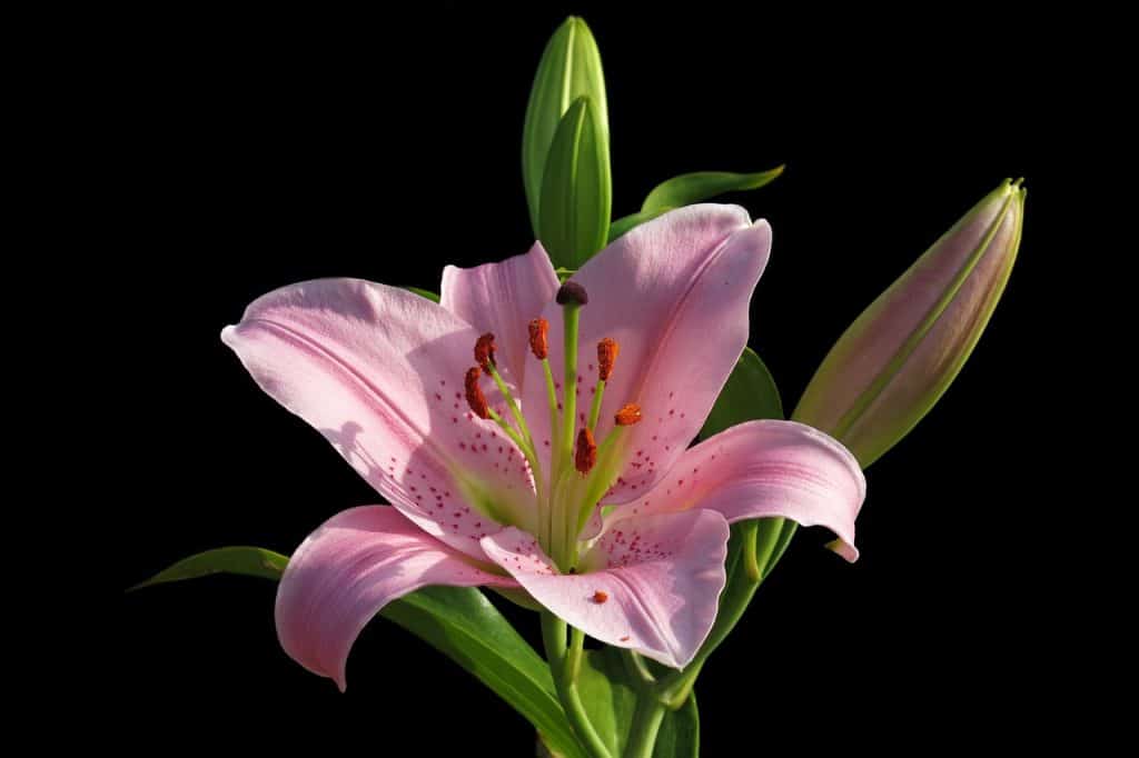Lilia należy do kwiatów cebulowych