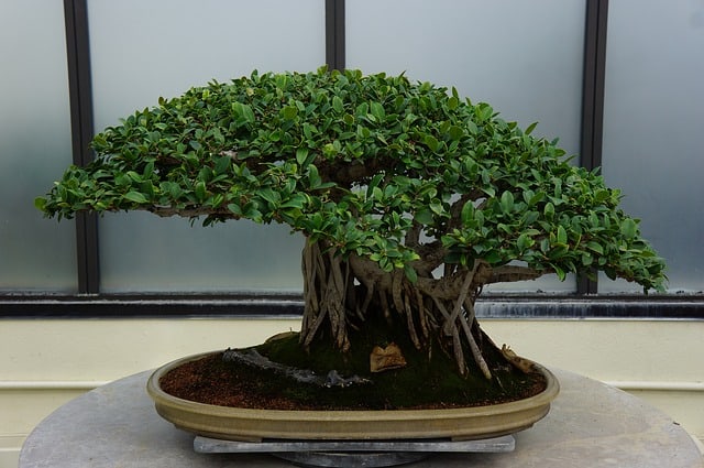 Przesadzanie bonsai