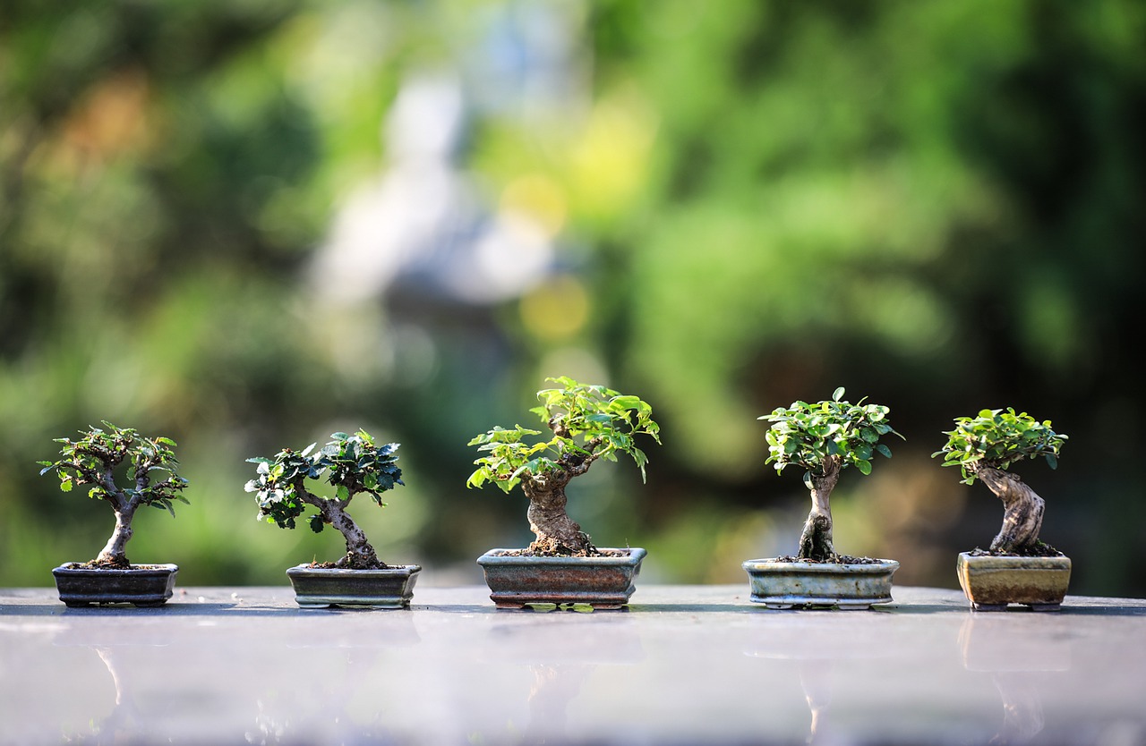 Czy twoje bonsai traci liście? To są przyczyny
