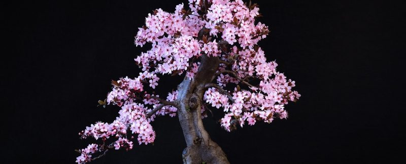 Bonsai: Inwestycja w przyszłość