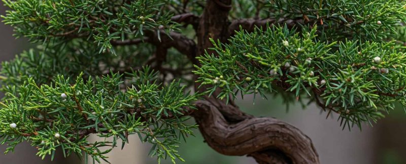 Bonsai z jałowca