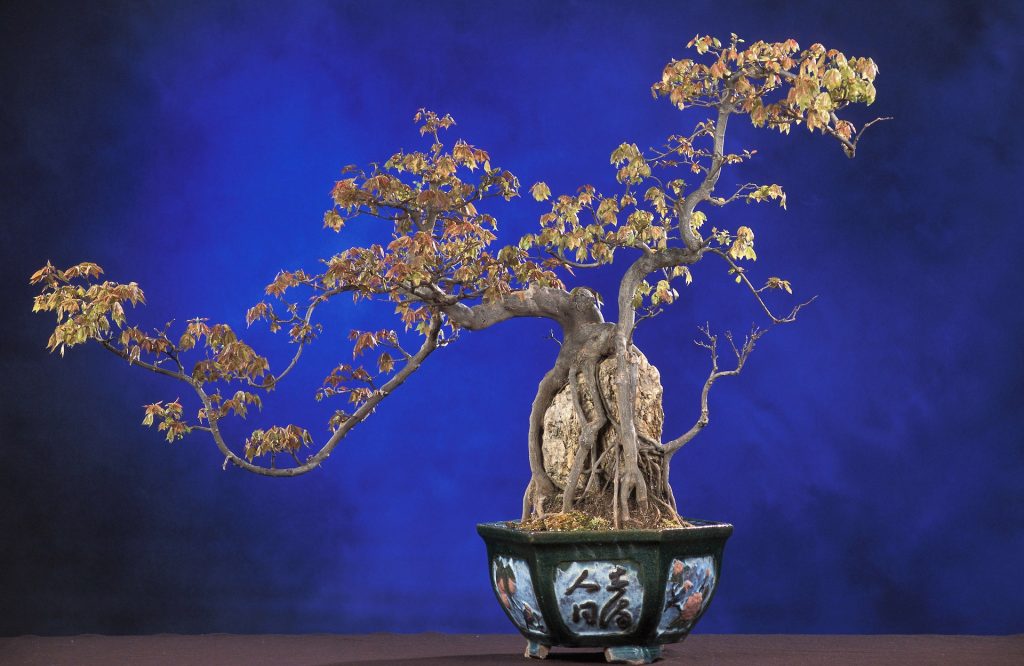 Sztuka bonsai