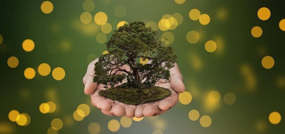 Bonsai dla ciebie