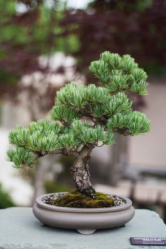 Własne bonsai