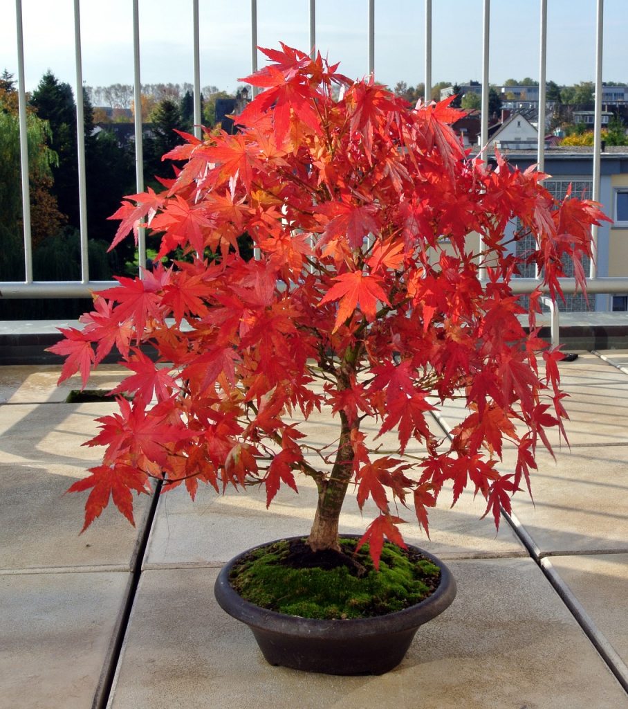 Pielęgnacja drzewka bonsai