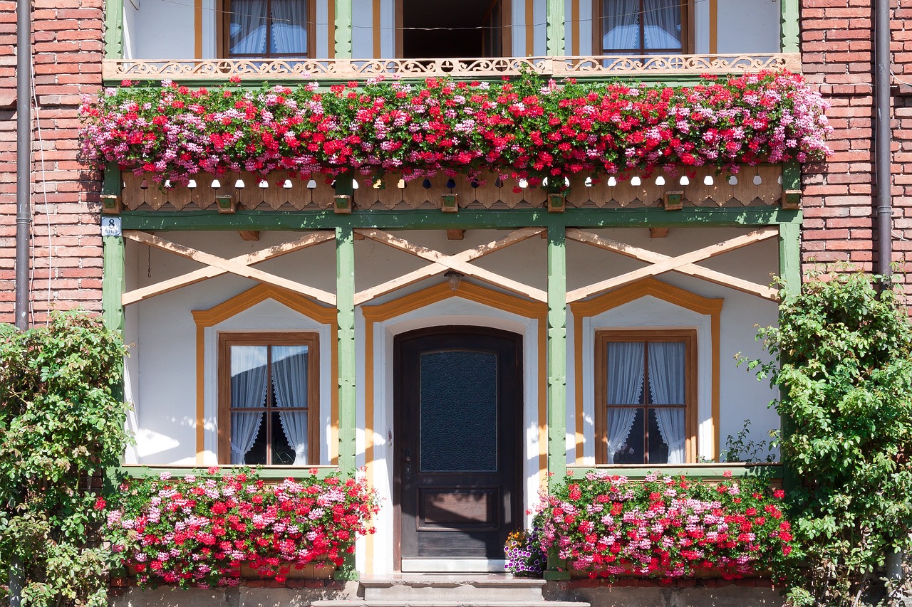 Pelargonia w domu