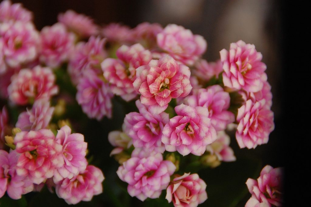 Kalanchoe a zdrowie