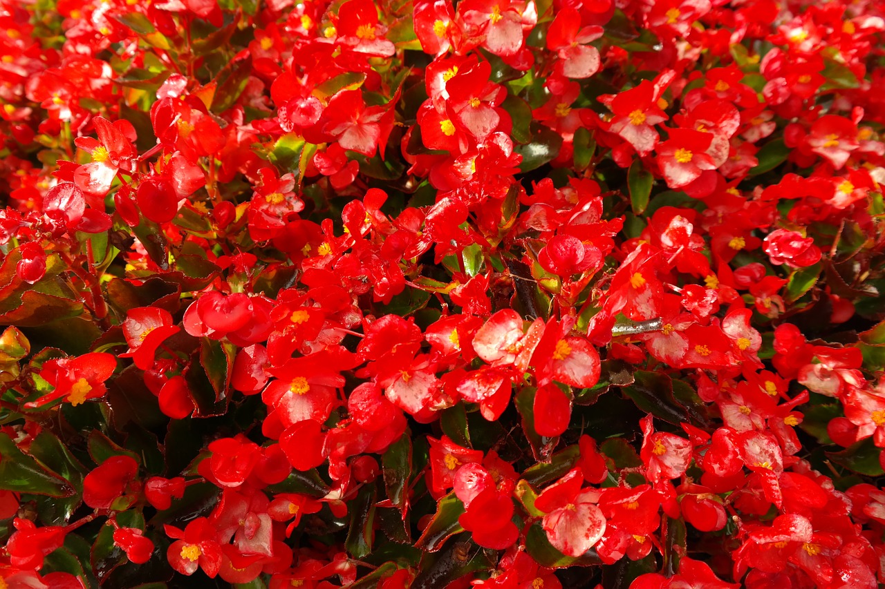 Begonia kwiat