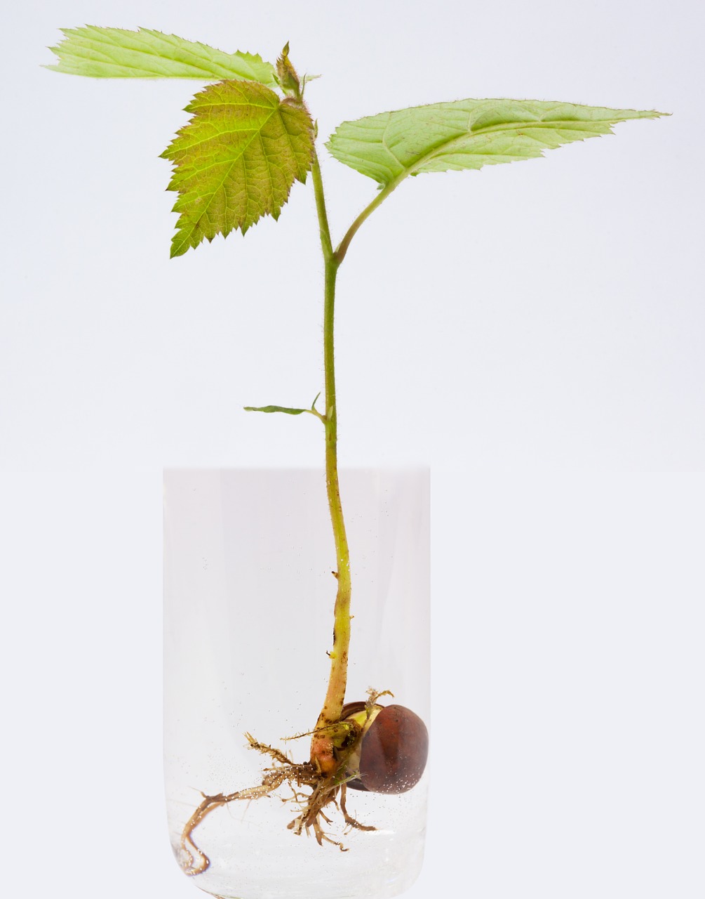 Bonsai – wybieramy sadzonkę