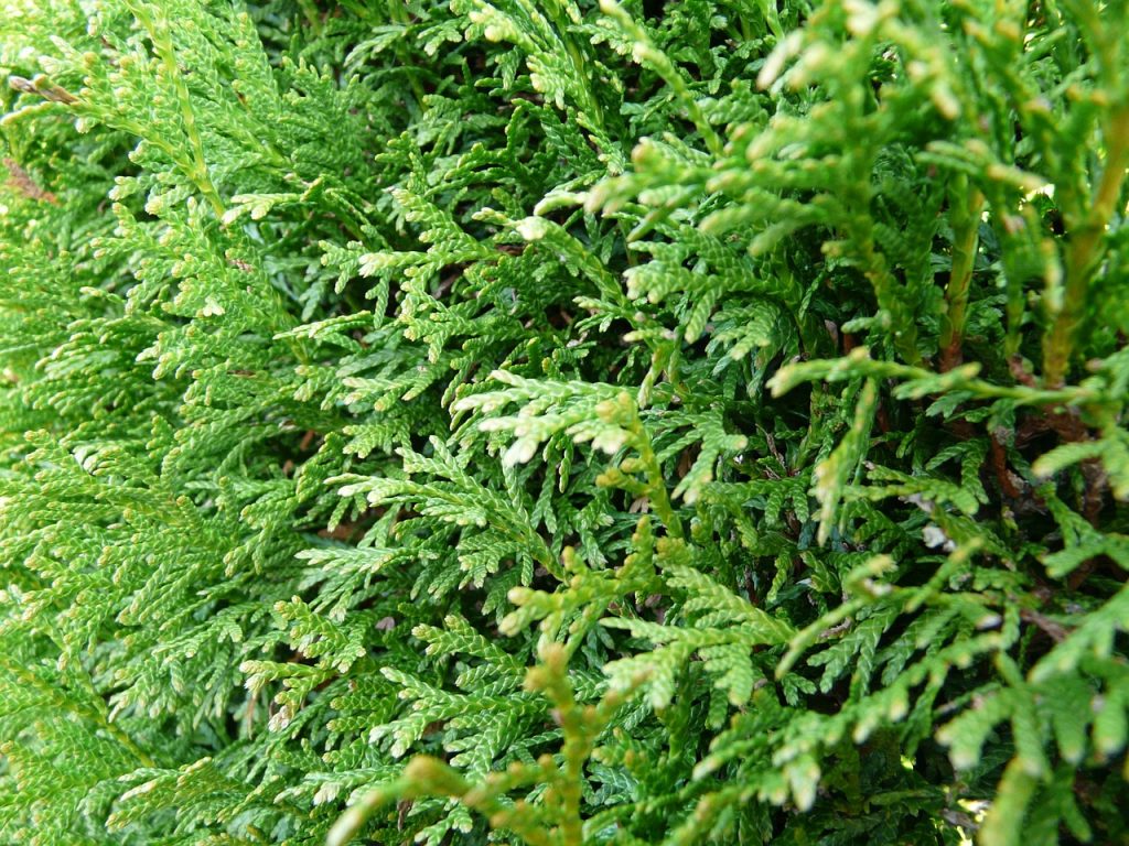 Żywopłot