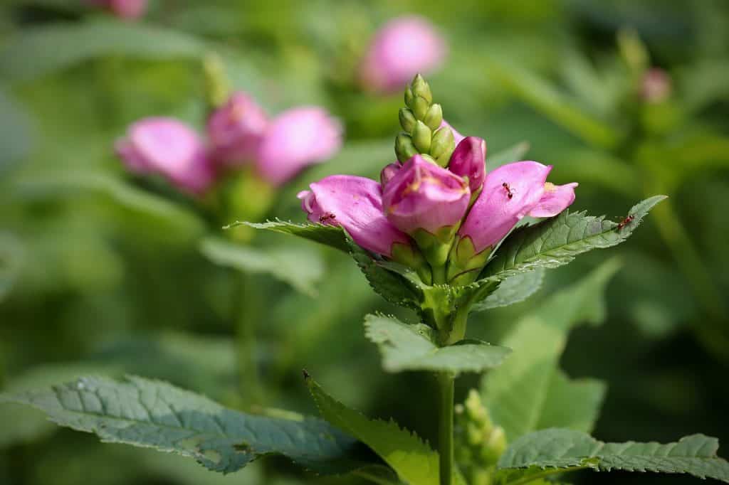 Chelone kwiaty ogrodowe