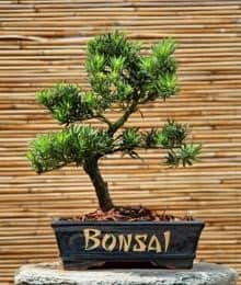 Podocarpus bonsai