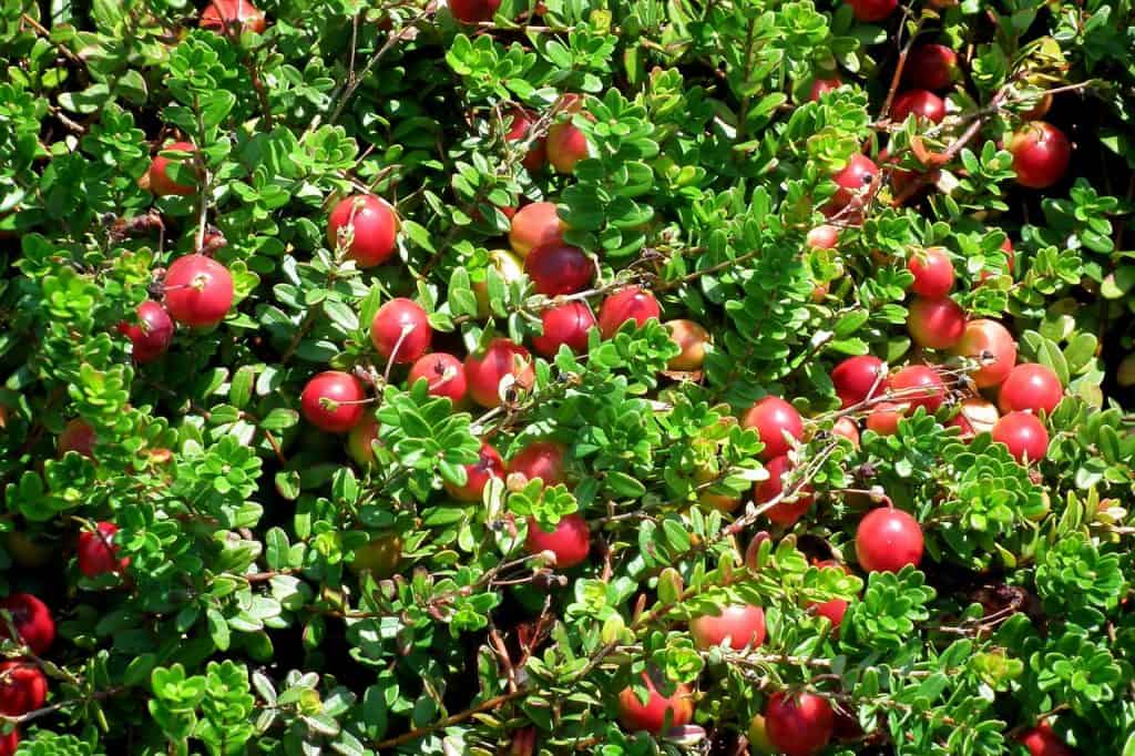 Żurawina wieloowocowa