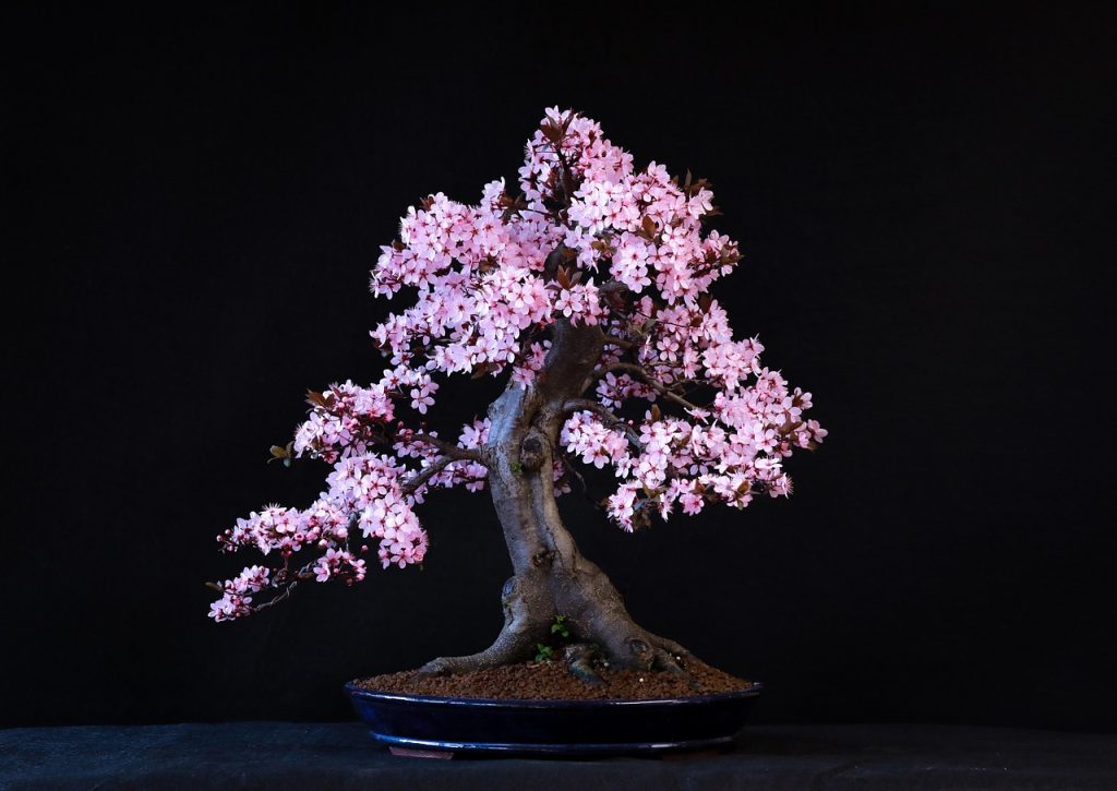 Bonsai: Inwestycja w przyszłość