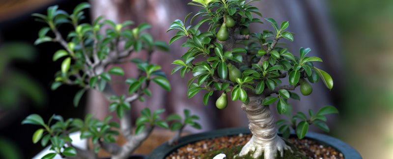 Miniaturowy sad: jak prowadzić owocowe drzewka bonsai?