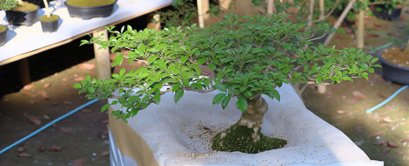 Zimowanie bonsai liściastych – jak chronić korzenie przed mrozem?